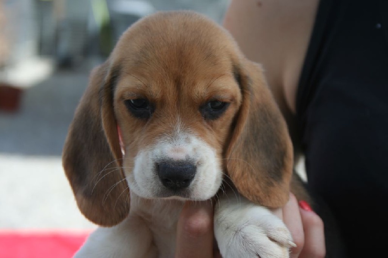 Des Minis Du Terrail - Beagle - Portée née le 12/07/2015