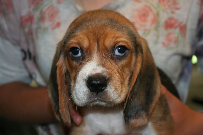 Des Minis Du Terrail - Chiots disponibles - Beagle