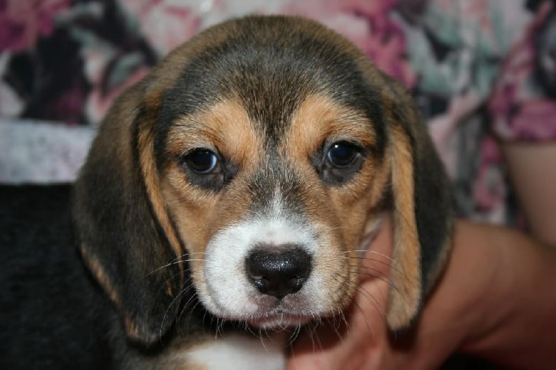 Des Minis Du Terrail - Chiots disponibles - Beagle