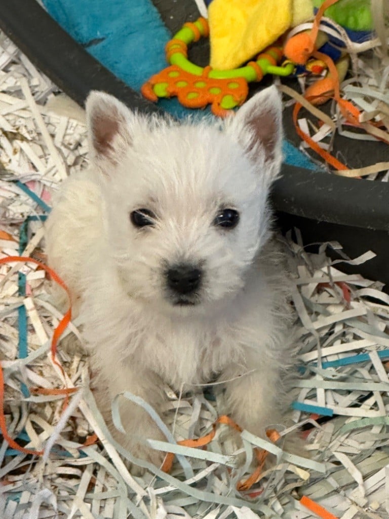 Of Itty's Cottage - Chiots disponibles - West Highland White Terrier