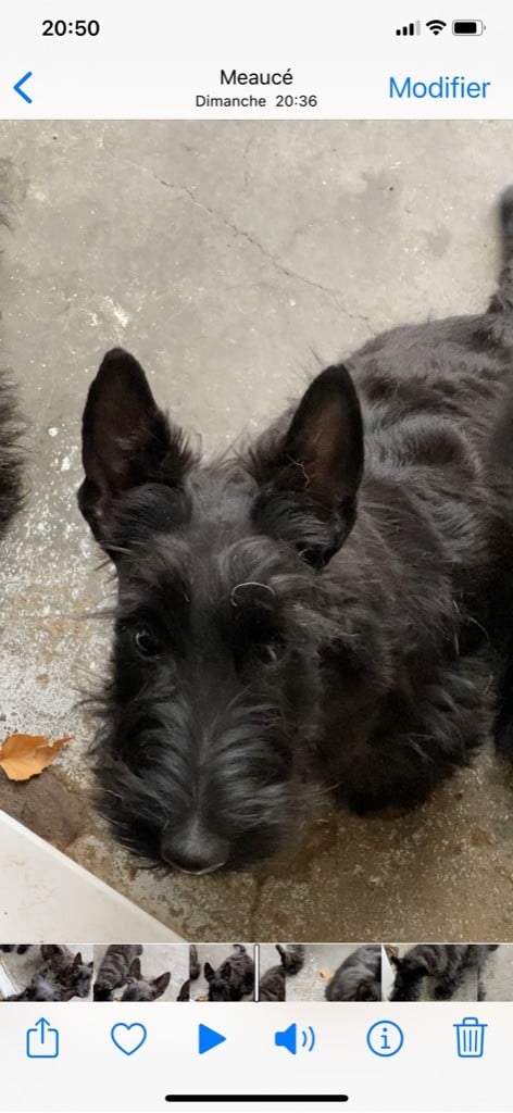 Of Itty's Cottage - Chiots disponibles - Scottish Terrier