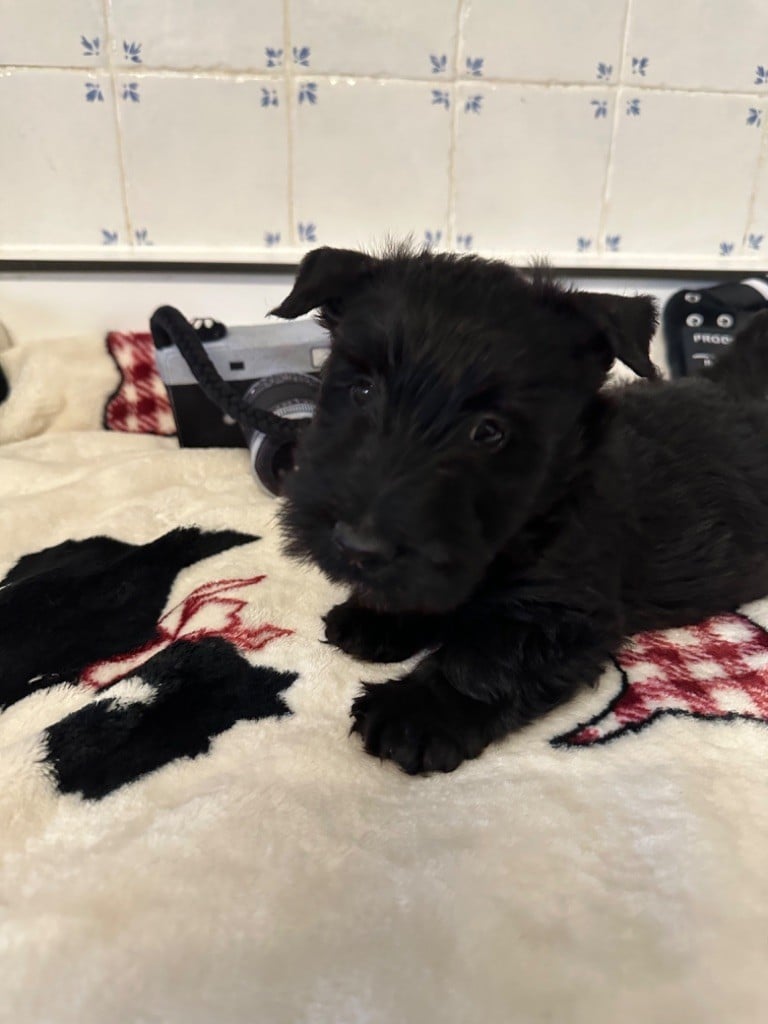 Of Itty's Cottage - Chiots disponibles - Scottish Terrier