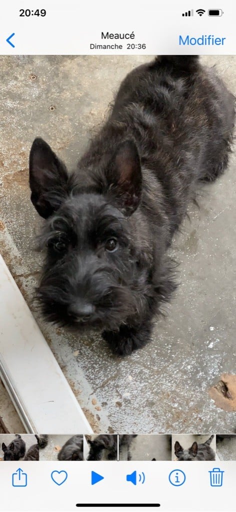 Of Itty's Cottage - Chiots disponibles - Scottish Terrier