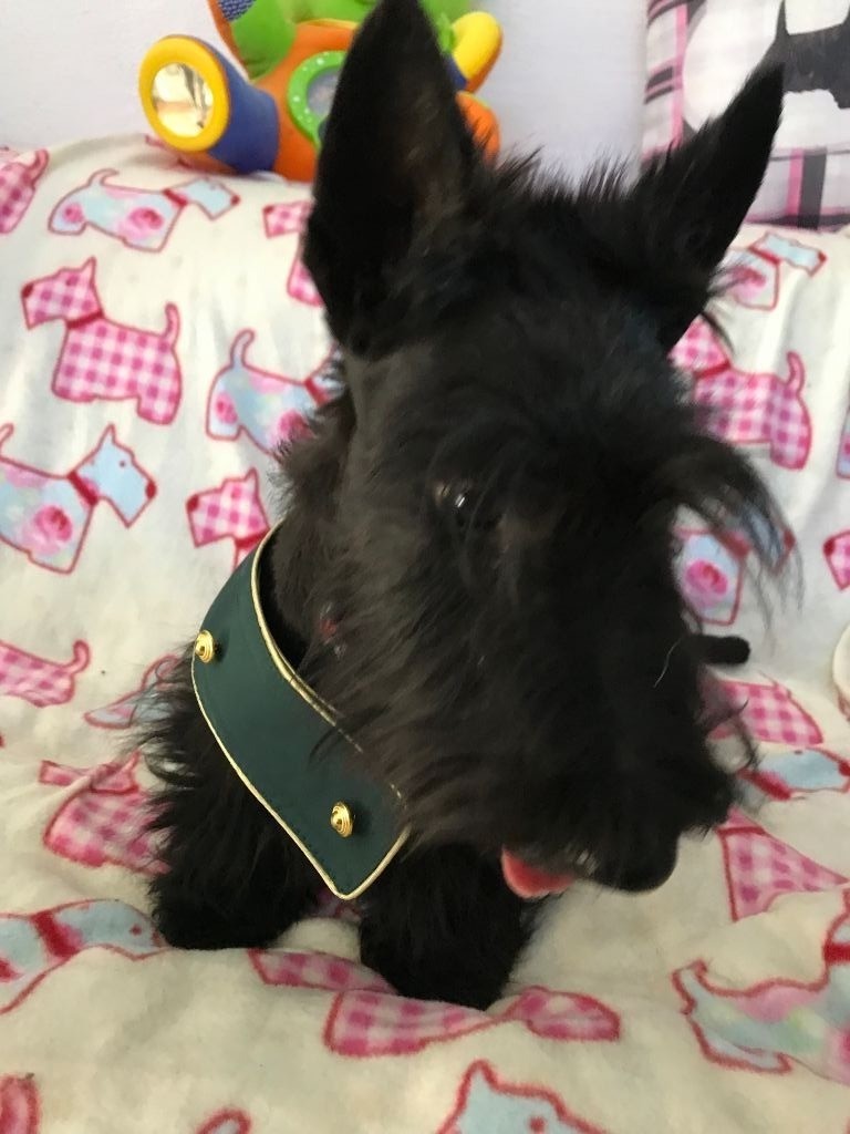 Of Itty's Cottage - Scottish Terrier - Portée née le 06/03/2019