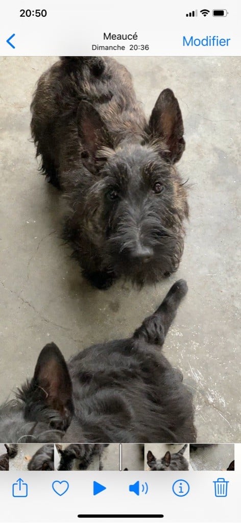 Of Itty's Cottage - Chiots disponibles - Scottish Terrier