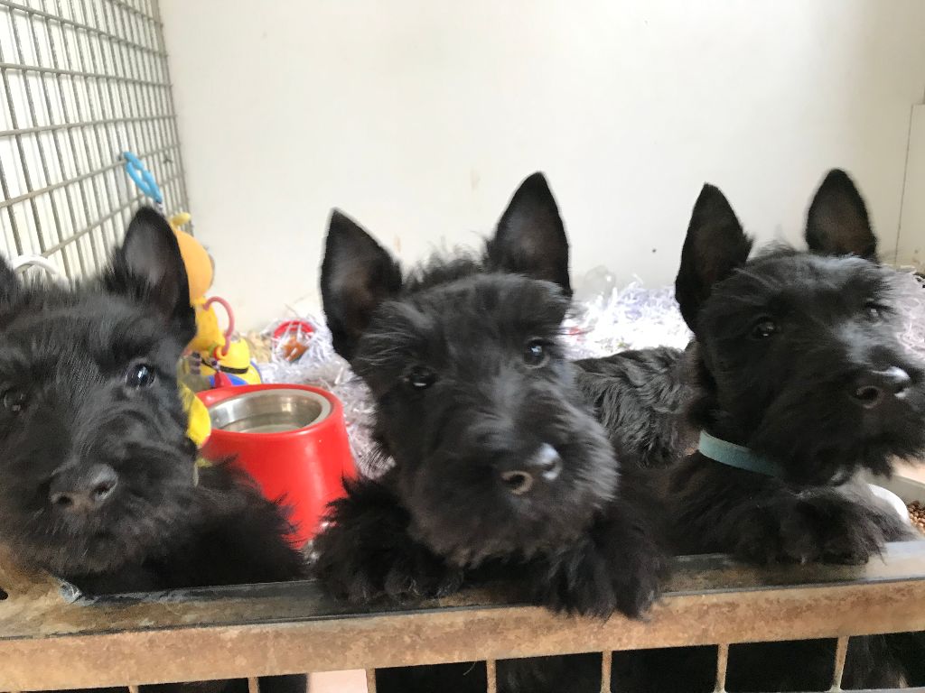 Of Itty's Cottage - Scottish Terrier - Portée née le 05/07/2019