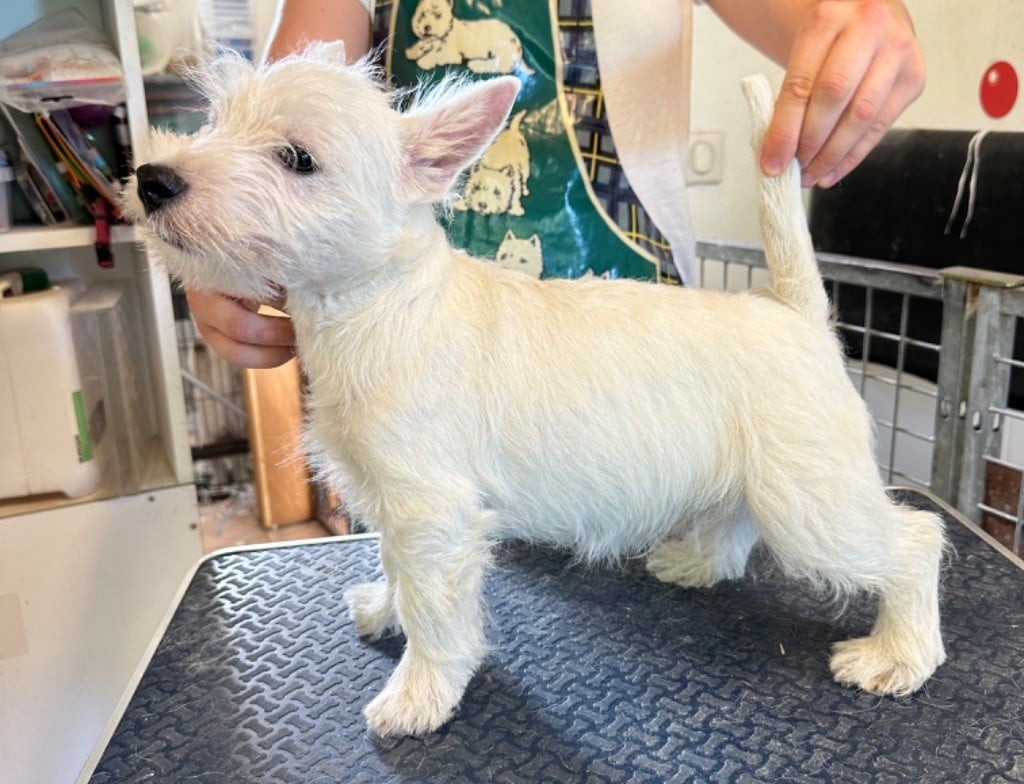 Of Itty's Cottage - Chiots disponibles - West Highland White Terrier