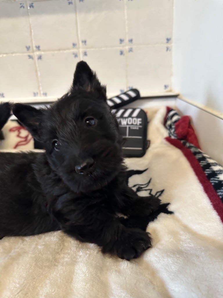 Of Itty's Cottage - Chiots disponibles - Scottish Terrier