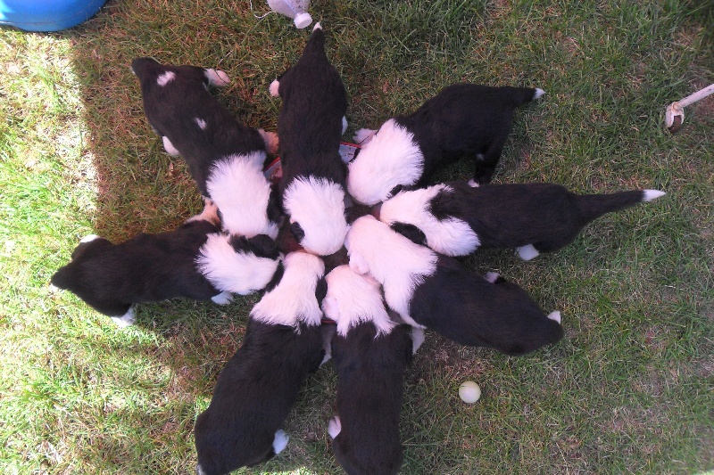 Chiot Bobtail Des Terres De Vendelogne