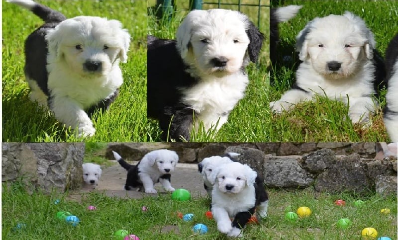 Chiot Bobtail Des Terres De Vendelogne