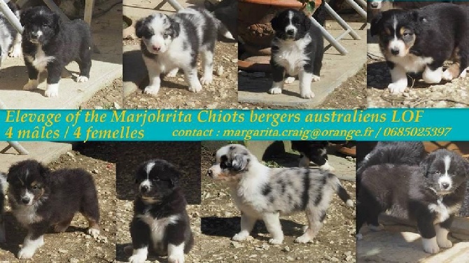 of the marjohrita - Les chiots a reserve