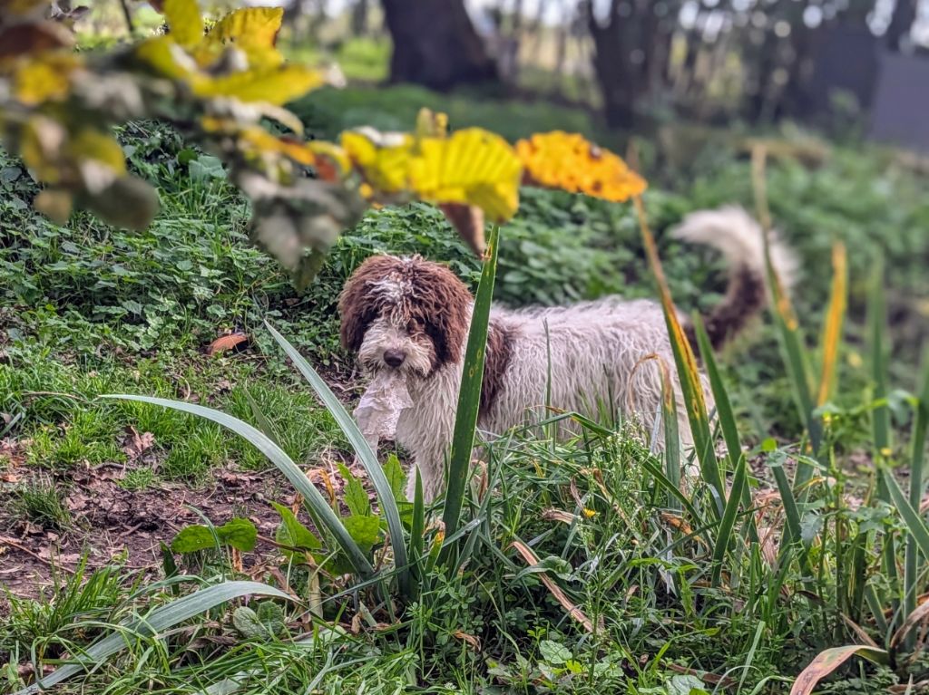 Chiot Chien d'eau espagnol of the marjohrita