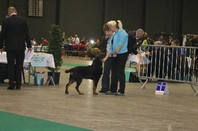 L'ami De La Campagne - Eurodogshow Courtrai