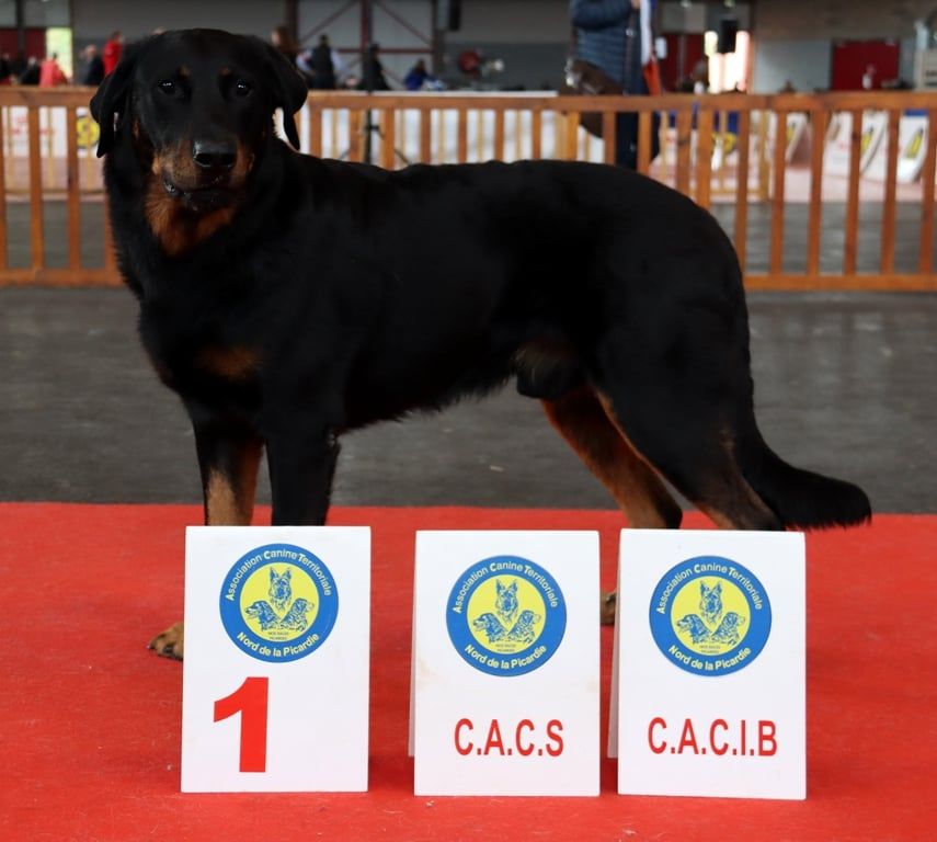 L'ami De La Campagne - Intern.dogshow Amiens (Fr)