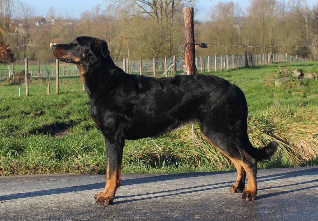 L'ami De La Campagne - Expo canine à Rotterdam