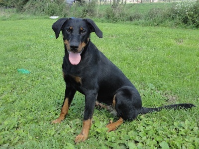 L'ami De La Campagne - Clubmatch Beauceronclub Pays-Bas