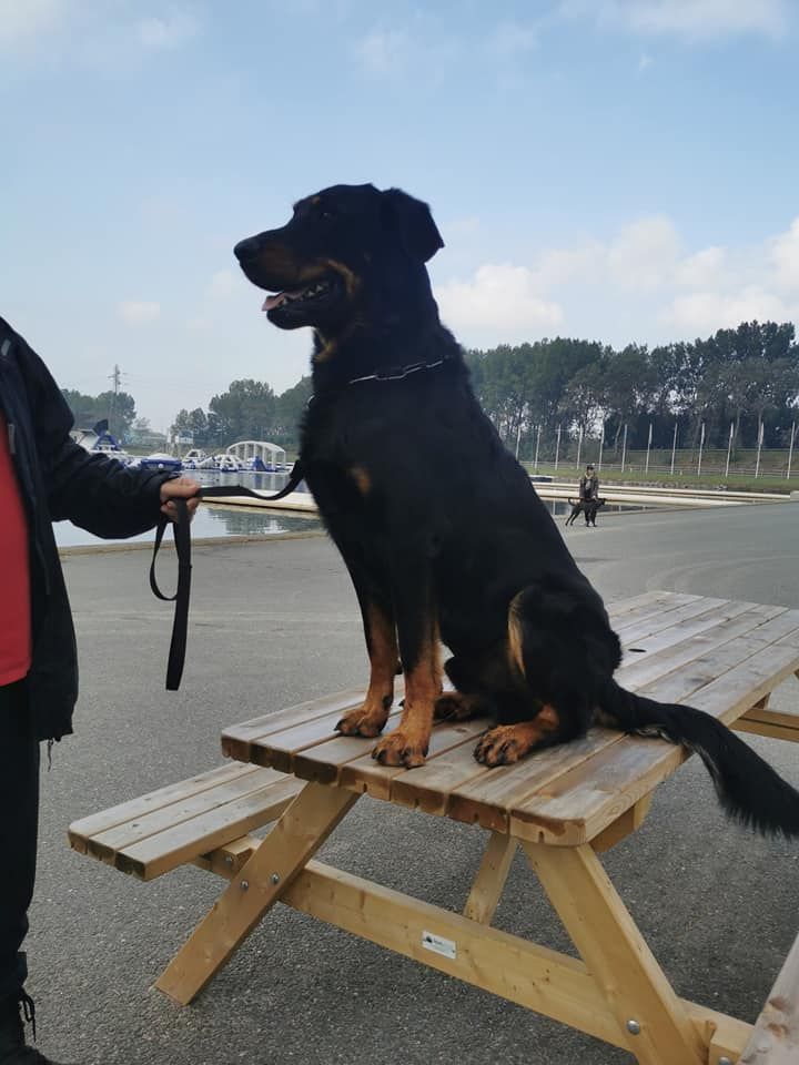 L'ami De La Campagne - Dogshow Genk