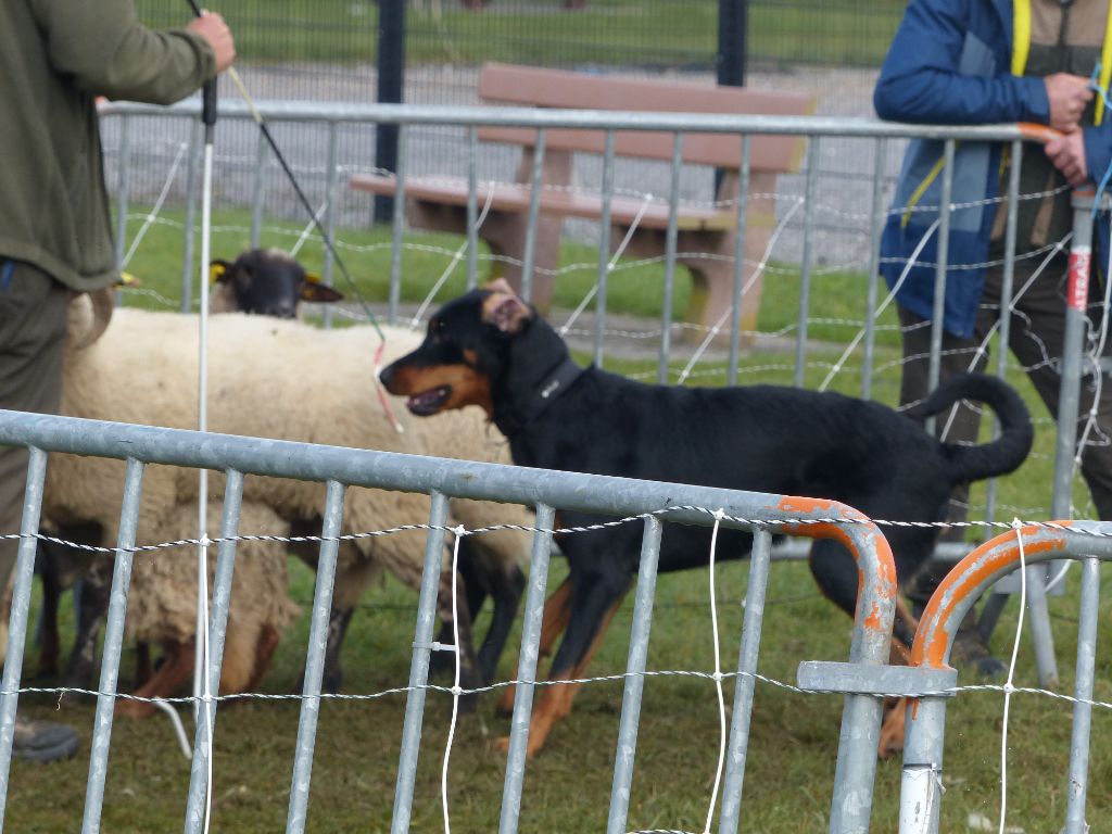 L'ami De La Campagne - Journée Beauceronne Gravelines