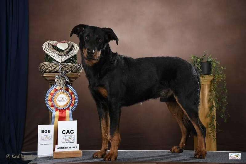 L'ami De La Campagne - Dogshow Genk (B)