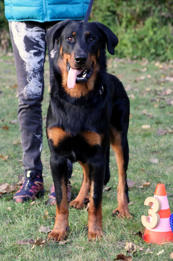 L'ami De La Campagne - Journée Beauceronne Verquigneul 2023