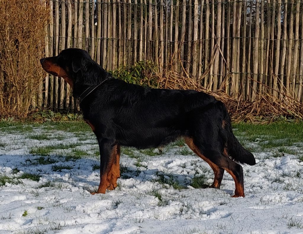 L'ami De La Campagne - Résultats / resultaten Dogshow Mouscron