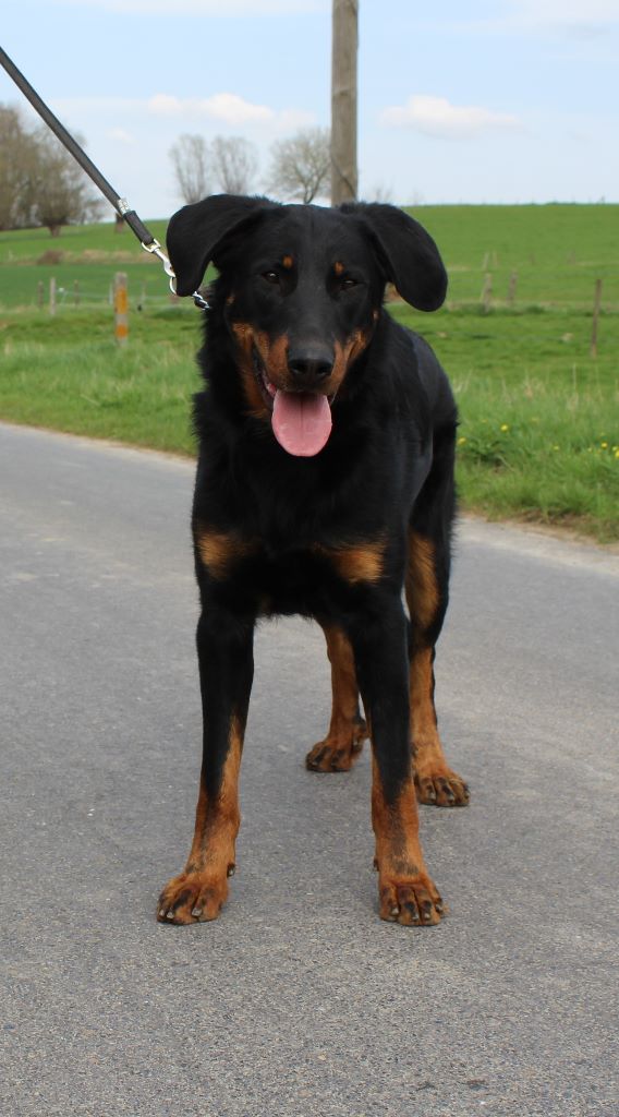 L'ami De La Campagne - Wallonia Dogshow