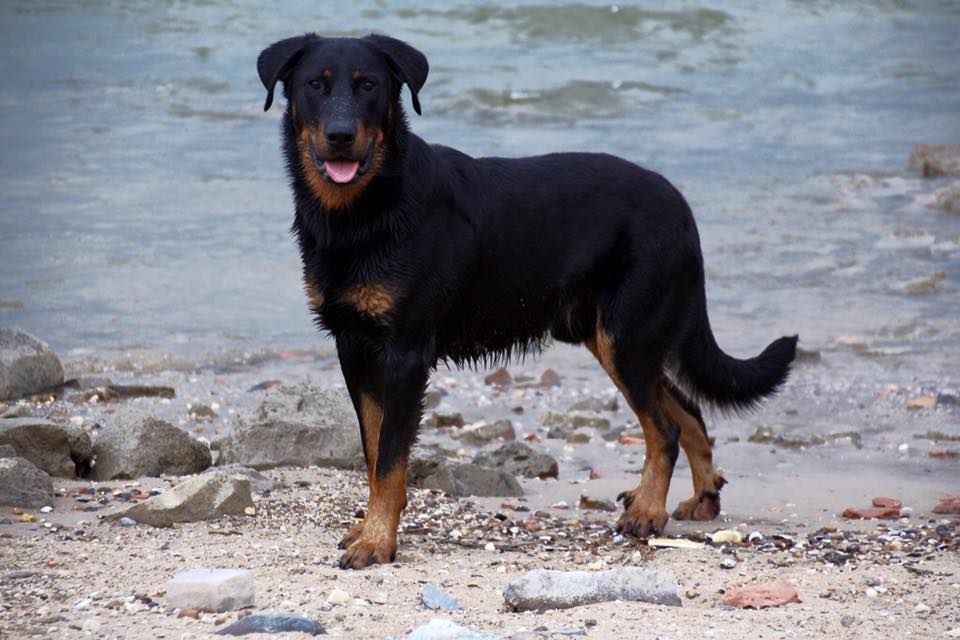 L'ami De La Campagne - Rotterdam dogshow