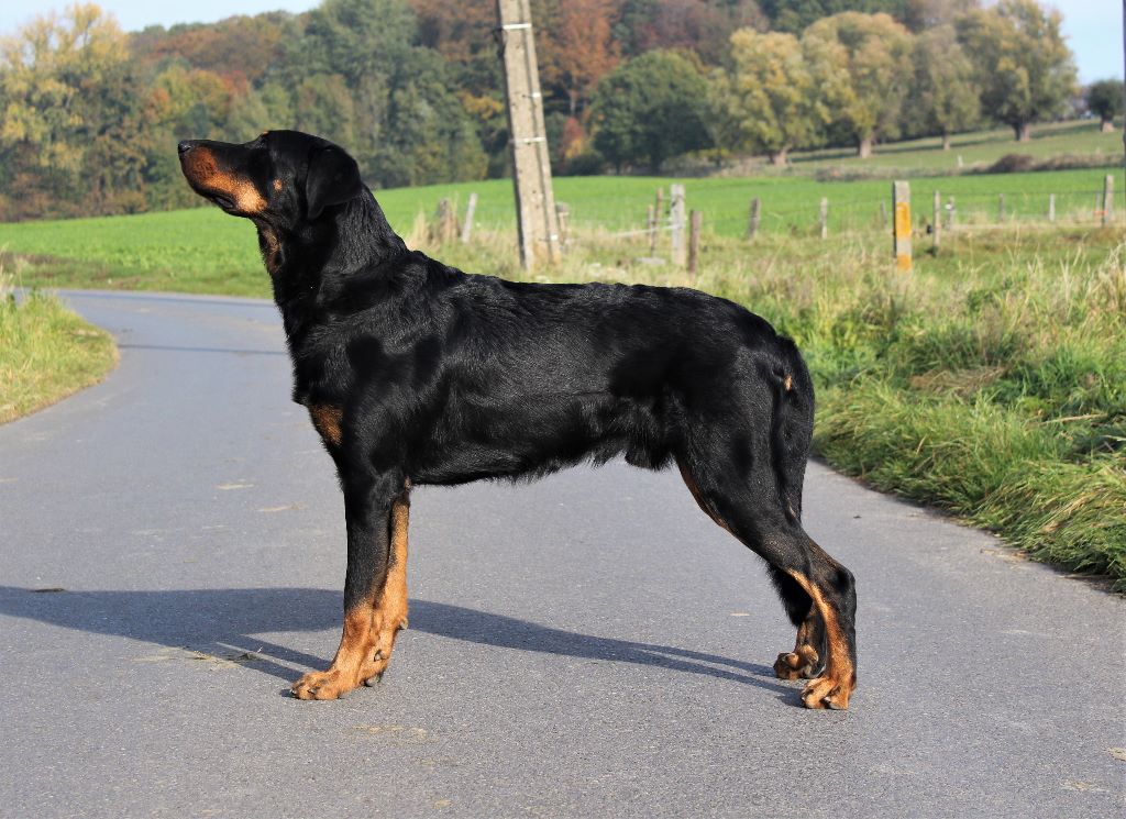 L'ami De La Campagne - Intern. dogshow Bleiswijk (NL)