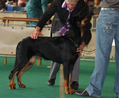 L'ami De La Campagne - Internationale Dogshow Rotterdam