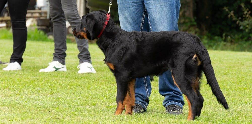 L'ami De La Campagne - 21/08/2021 Dogshow Antwerpen/Anvers