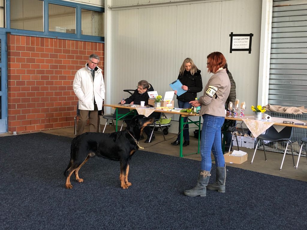 L'ami De La Campagne - Dogshow Lingen (DE)