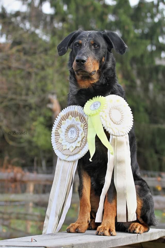 L'ami De La Campagne - Résultat Beauceronclub Tcheque