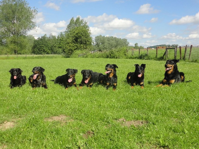 L'ami De La Campagne - notre pack, sans Fyotta parce qu'elle est à la maison avec ses chiots.