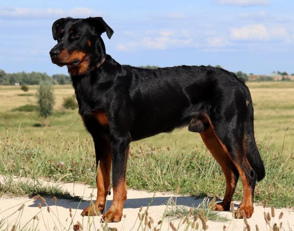 L'ami De La Campagne - Resultaten / Résultats Brussels dogshow 