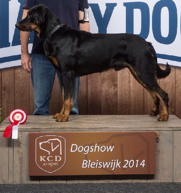 L'ami De La Campagne - Dogshow Bleiswijk