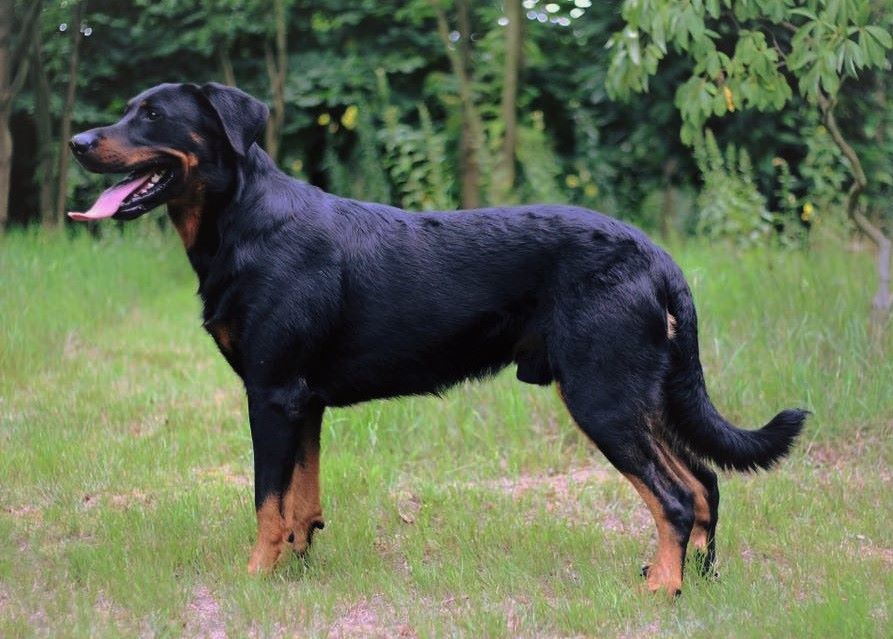 L'ami De La Campagne - Intern. dogshow Lux