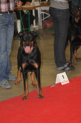 L'ami De La Campagne - Paris Dog Show