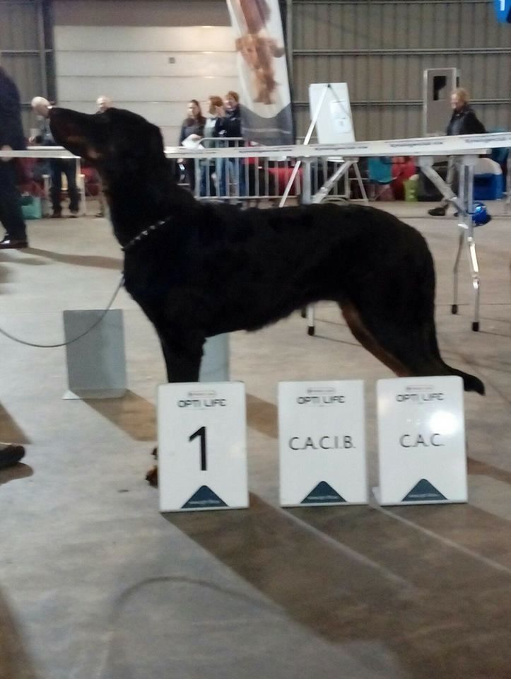 L'ami De La Campagne - Dogshow Schaal der Kempen