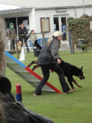 L'ami De La Campagne - Agility.