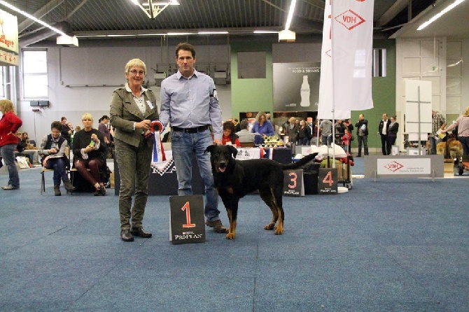 L'ami De La Campagne - Dogshow Dortmund.