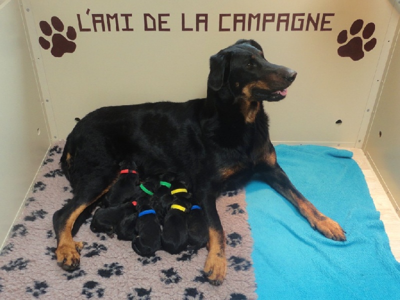 Chiot Berger de Beauce L'ami De La Campagne