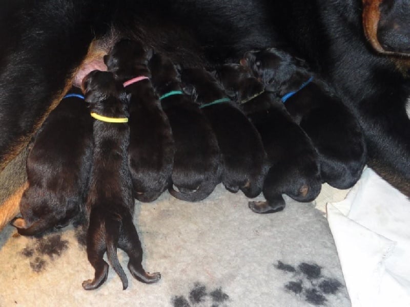 Chiot Berger de Beauce L'ami De La Campagne