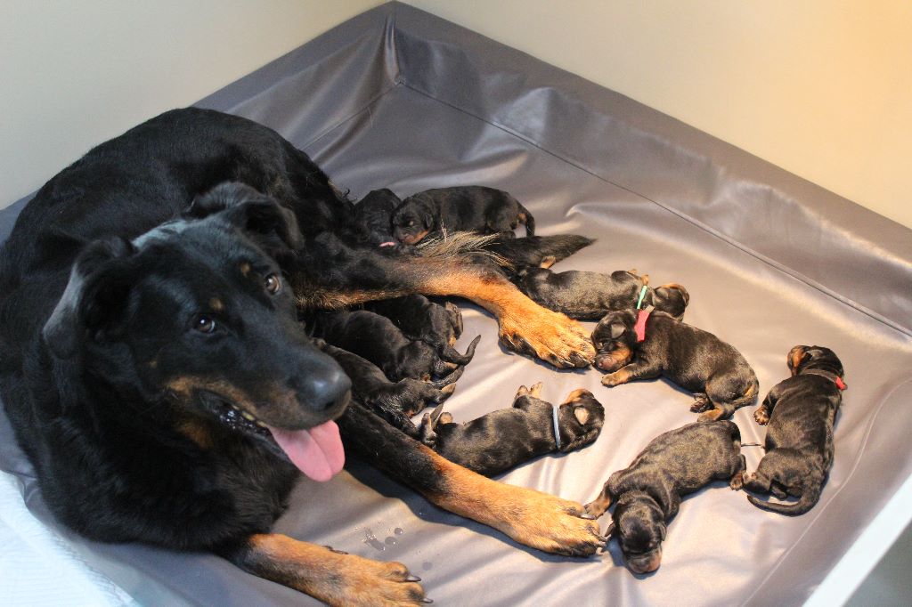 Chiot Berger de Beauce L'ami De La Campagne