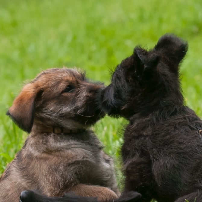 Du Courant d'Ere - Plus de chiots disponibles