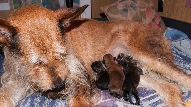 Du Courant d'Ere - Naissance des chiots / Born of puppies