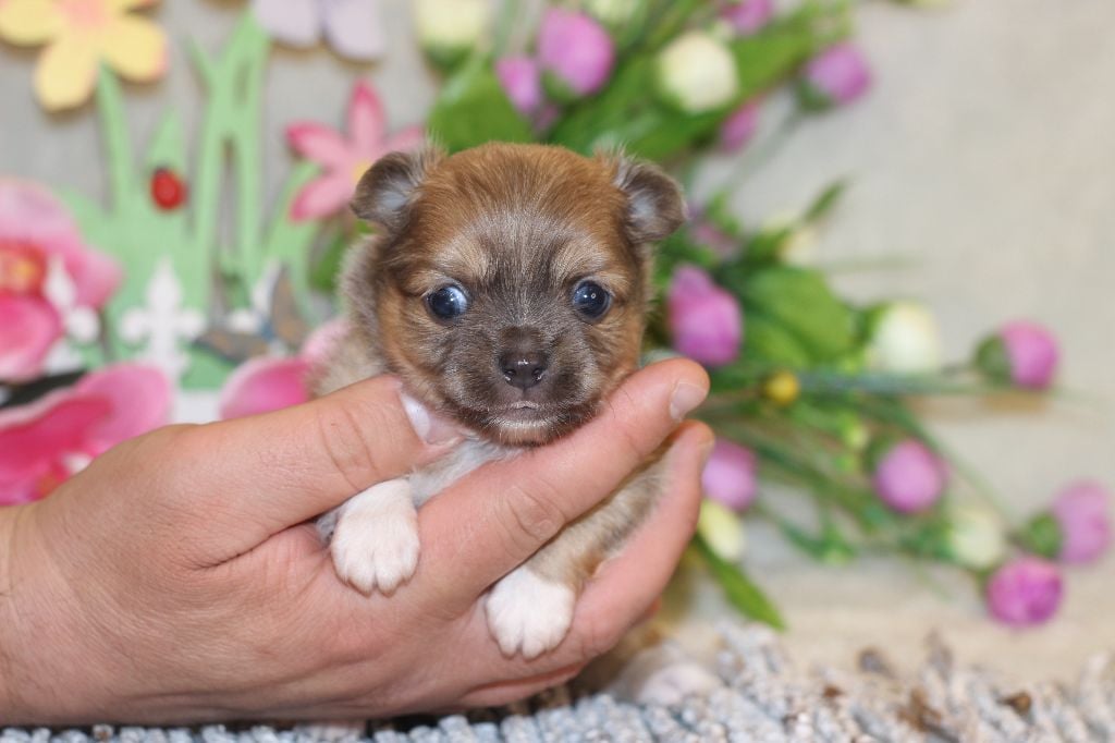 Du Royaume Des Quatre Pattes - Chiots disponibles