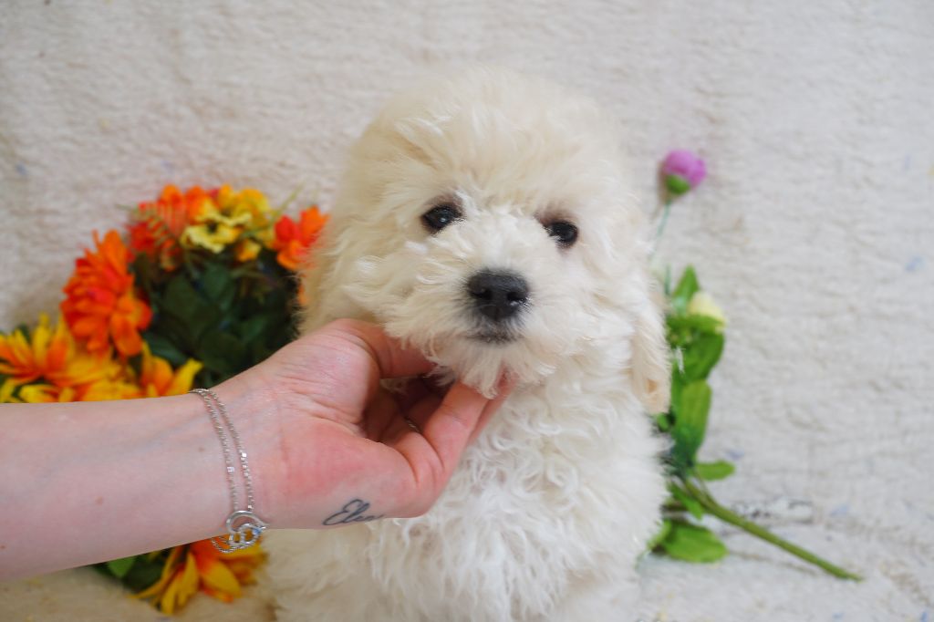 Du Royaume Des Quatre Pattes - Chiots disponibles - Bichon Frise