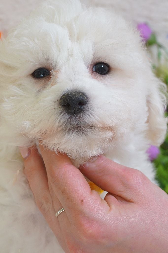 Du Royaume Des Quatre Pattes - Chiots disponibles - Bichon Frise