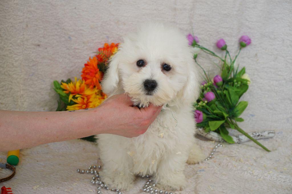 Du Royaume Des Quatre Pattes - Chiots disponibles - Bichon Frise