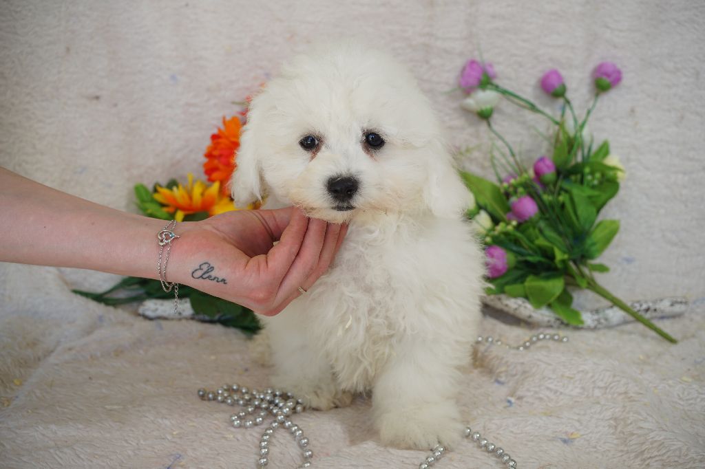 Du Royaume Des Quatre Pattes - Chiots disponibles - Bichon Frise